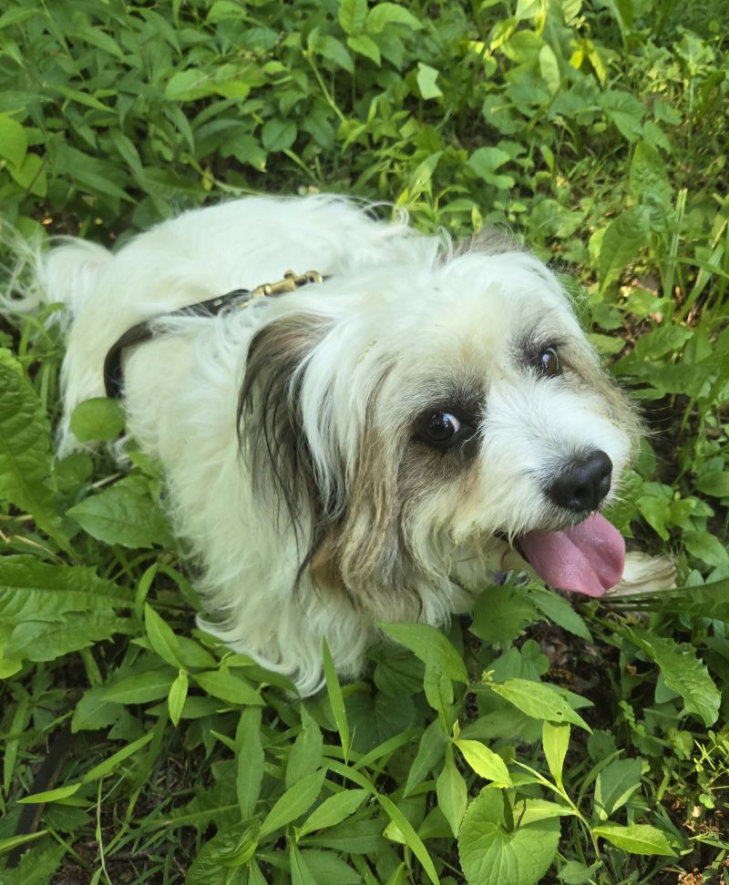 Jessie, a Tibetan terrier mix, sitting in the brush beside a trail